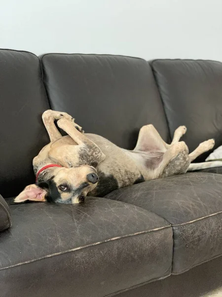 Cachorro cachorro no sofá de couro preto cadeira sofá — Fotografia de Stock