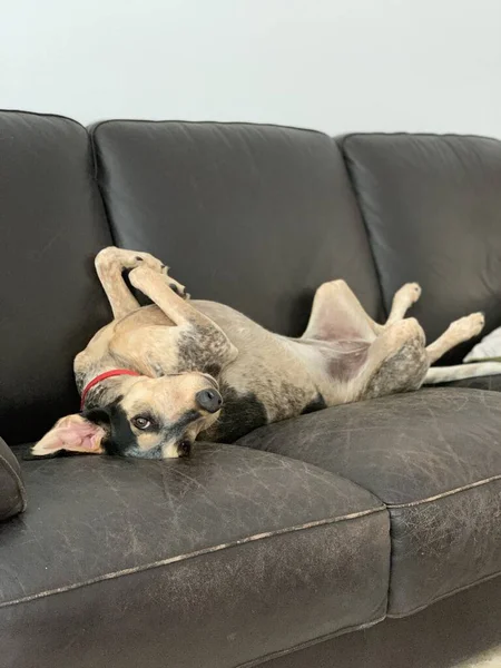 Puppy dog on black leather couch sofa chair — Stock Photo, Image