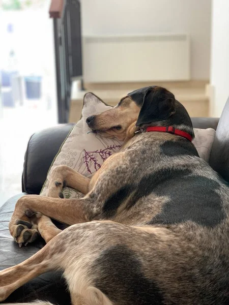 Puppy dog sleeping on leather couch sofa chair — Stock Photo, Image