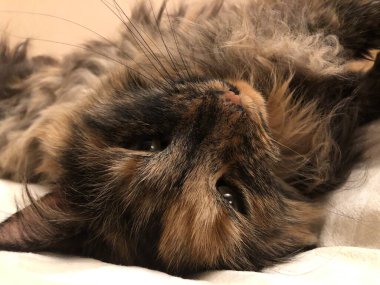 lazy cat, sweet sleeping on the bed