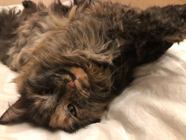 Faule Katze, süßes Schlafen auf dem Bett — Stockfoto