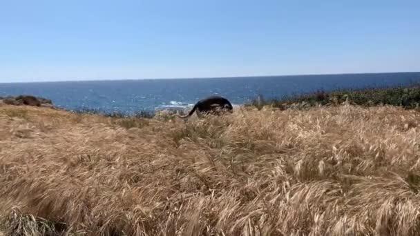 Junger Jagdhund spaziert auf der Wiese am Meer — Stockvideo