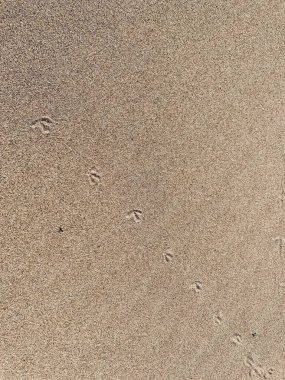 Kuş izleriyle kum arkaplan dokusu yüzeyi