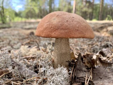 Ormandaki güzel mantarlar