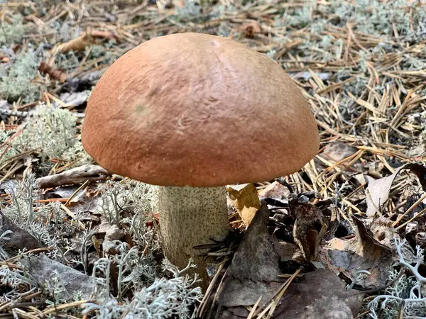 森林里美丽的蘑菇 — 图库照片