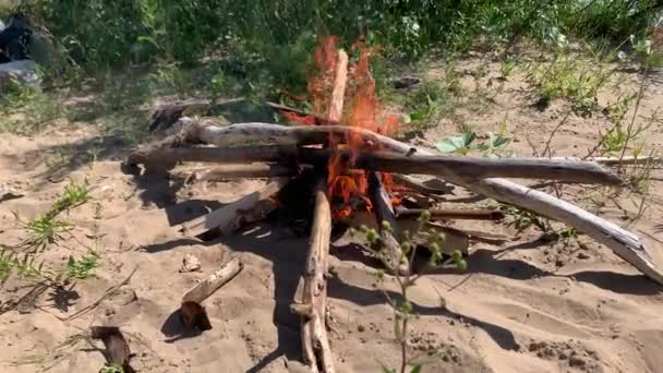 A Bonfire Burning in the Forest at Summer Day. Flaming Campfire. Fireplace in Nature — Stock Video