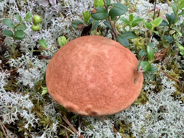 Belos Cogumelos Boleto Floresta Vista Superior — Fotografia de Stock