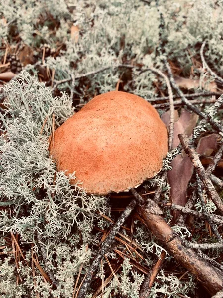 Hermosas Setas Boletus Bosque Vista Superior — Foto de Stock