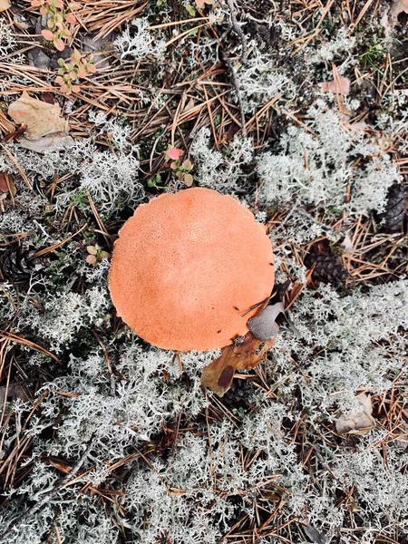 Gyönyörű Boletus Gomba Erdőben Felülnézet — Stock Fotó