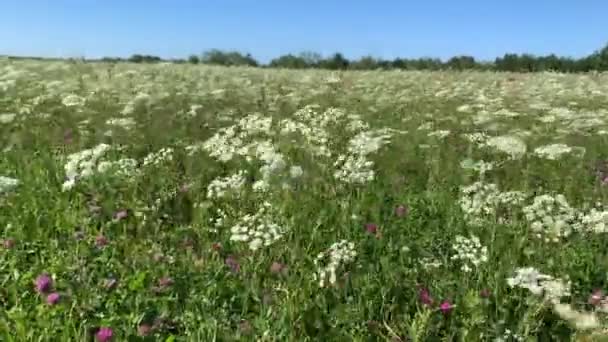 Sommerwiese Der Sonnenaufgangssonne Schöne Wiese Mit Wildblumen Blumen Und Kräutern — Stockvideo