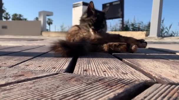 Słodkie Dziki Szary Puszysty Kot Lizać Jej Łapa Słoneczny Letni — Wideo stockowe