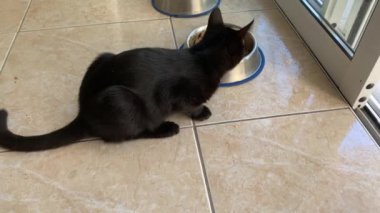 Küçük siyah bir kedi yavrusu kasesinden yemek yiyor..