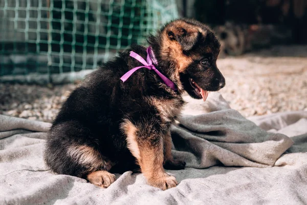 A beautiful little black and red German shepherd puppy with a pink ribbon collar sits on a light gray blanket. German shepherd kennel, a young thoroughbred dog.