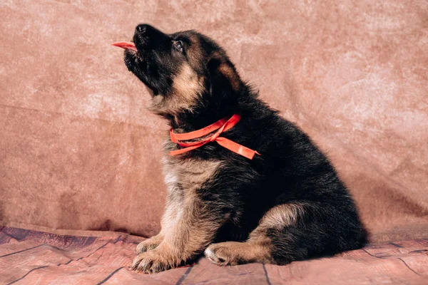 赤いリボンの襟と光の背景に美しい小さな黒と赤のドイツの羊飼いの子犬 ドイツの羊飼いの犬 若いサラブレッド — ストック写真