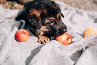 Güzel bir siyah ve kırmızı Alman çoban köpeği taze kırmızı elmaların yanında açık gri bir battaniyenin üzerinde uzanıyor. Alman çoban kulübesi..