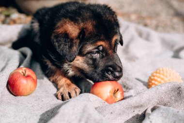 Güzel bir siyah ve kırmızı Alman çoban köpeği taze kırmızı elmaların yanında açık gri bir battaniyenin üzerinde uzanıyor. Alman çoban kulübesi..