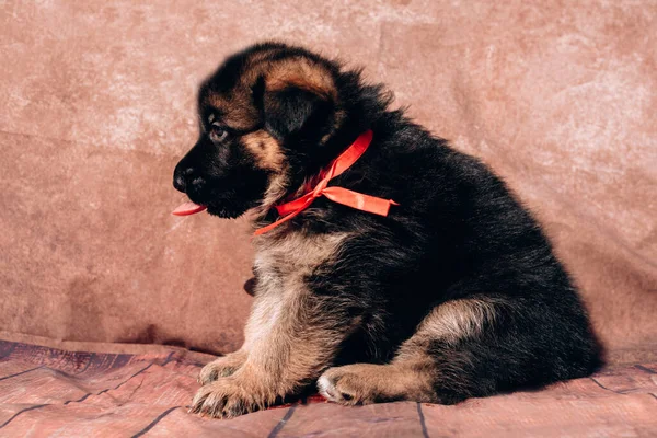 Beautiful little black and red German shepherd puppy on a light background with a red ribbon collar. German shepherd kennel, a young thoroughbred dog.