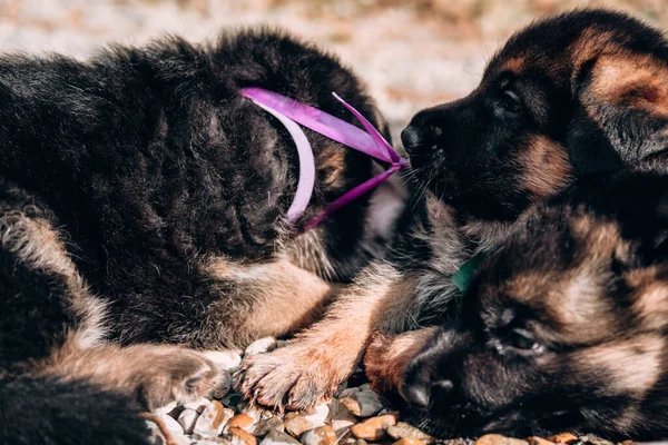 Three puppies of a black and red German shepherd. One puppy bites and frees its little brother. Puppies marked with colored ribbons.