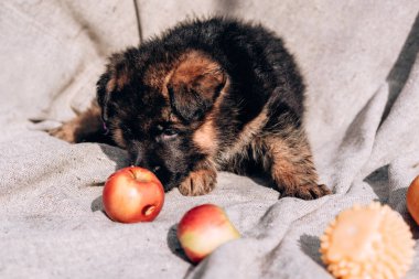 Güzel bir siyah ve kırmızı Alman çoban köpeği taze kırmızı elmaların yanında açık gri bir battaniyenin üzerinde uzanıyor. Alman çoban kulübesi..