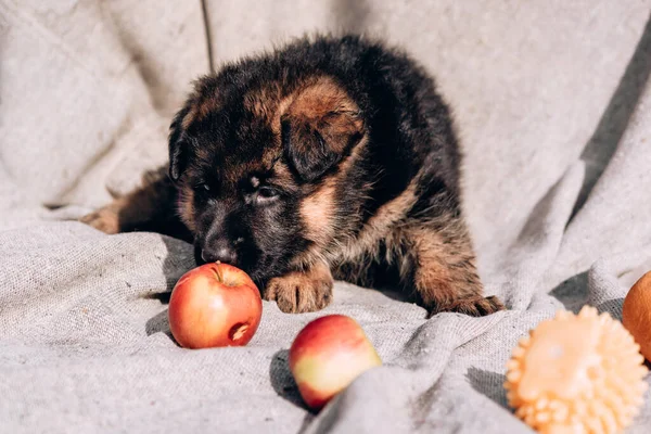 Güzel Bir Siyah Kırmızı Alman Çoban Köpeği Taze Kırmızı Elmaların — Stok fotoğraf