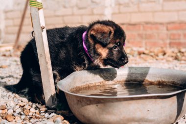 Pembe kurdele yakalı güzel bir siyah ve kırmızı Alman çoban köpeği havuzdan su içiyor. Alman çoban kulübesi, genç bir safkan köpek..