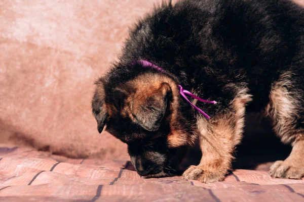 Beautiful little black and red German shepherd puppy on a light background with a lilac ribbon collar. German shepherd kennel, a young thoroughbred dog.