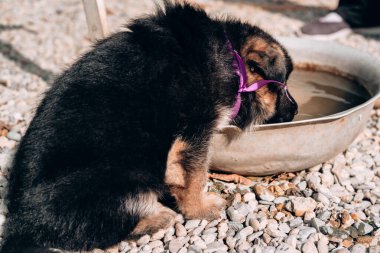 Pembe kurdele yakalı güzel bir siyah ve kırmızı Alman çoban köpeği havuzdan su içiyor. Alman çoban kulübesi, genç bir safkan köpek..