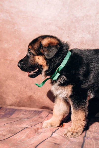 緑のリボンカラーで明るい背景に美しい小さな黒と赤のドイツの羊飼いの子犬 ドイツの羊飼いの犬 若いサラブレッド — ストック写真