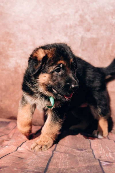 緑のリボンカラーで明るい背景に美しい小さな黒と赤のドイツの羊飼いの子犬 ドイツの羊飼いの犬 若いサラブレッド — ストック写真