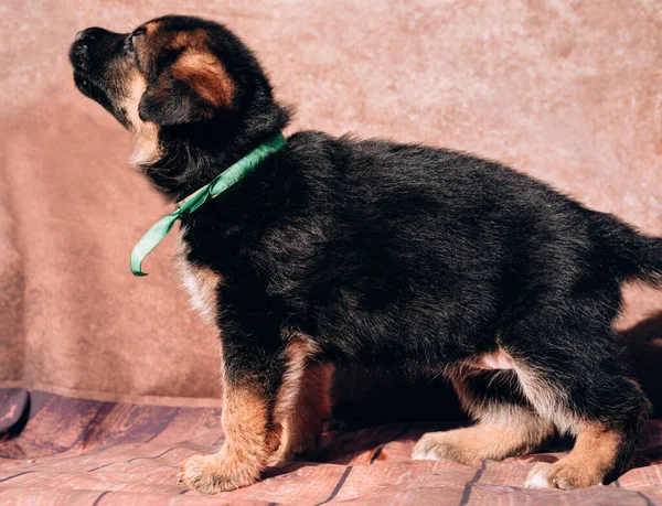 緑のリボンカラーで明るい背景に美しい小さな黒と赤のドイツの羊飼いの子犬 ドイツの羊飼いの犬 若いサラブレッド — ストック写真