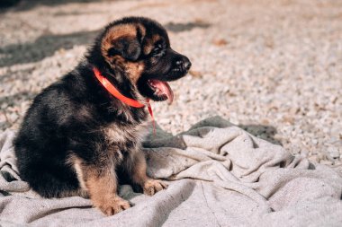 Kırmızı kurdele yakalı güzel bir siyah ve kırmızı Alman çoban köpeği açık gri bir battaniyenin üzerinde oturuyor. Alman çoban kulübesi, genç bir safkan köpek. Doğada bir battaniyenin üzerinde çoban.
