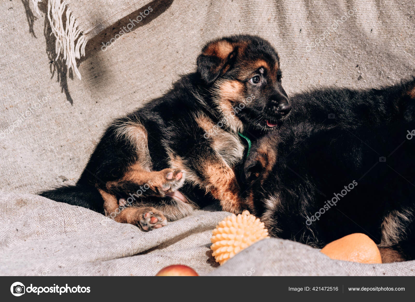 Small Beautiful Black Red German Shepherd Puppy Lies Next Apples Stock Photo Image By C Lightman Pic 421472516