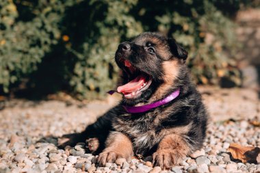 Boynunda leylak bir kurdele olan siyah ve kırmızı renkli güzel bir Alman çoban köpeği sokakta parlak yeşil bir çalıya karşı yatıyor. Bir aylık sevimli köpek yavrusu doğada uzanıyor ve dinleniyor..