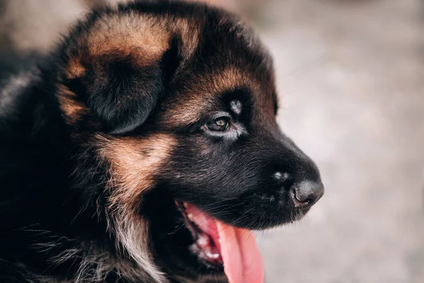 Siyah Kırmızı Çoban Köpeği Portresi Tatlı Alman Çoban Köpeği Yalan — Stok fotoğraf