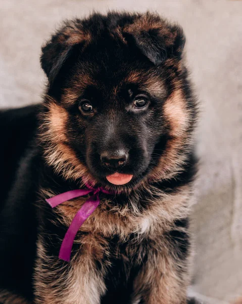 Grazioso Cucciolo Pastore Tedesco Colore Nero Rosso Con Nastro Lilla — Foto Stock