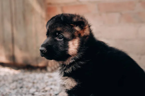 Çekici Bir Aylık Alman Çoban Köpeğinin Portresi Siyah Kırmızı Renkli — Stok fotoğraf