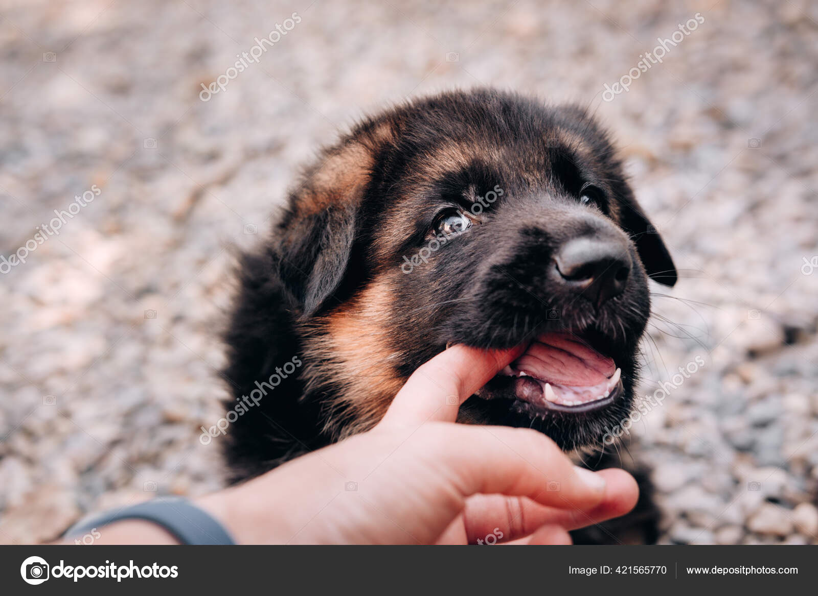 German Shepherd Red Eyes German Shepherds A5 Diary 2026