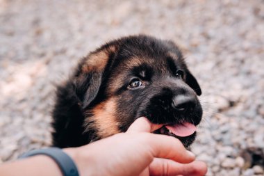Güzel, küçük, siyah ve kırmızı bir Alman çoban köpeği birinin parmaklarını ısırır, bebek dişlerini keskinleştirir ve ısırır. Kocaman akıllı gözleri olan bir çoban köpeği yavrusu..