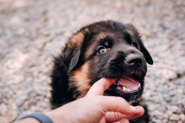 Güzel, küçük, siyah ve kırmızı bir Alman çoban köpeği birinin parmaklarını ısırır, bebek dişlerini keskinleştirir ve ısırır. Kocaman akıllı gözleri olan bir çoban köpeği yavrusu..