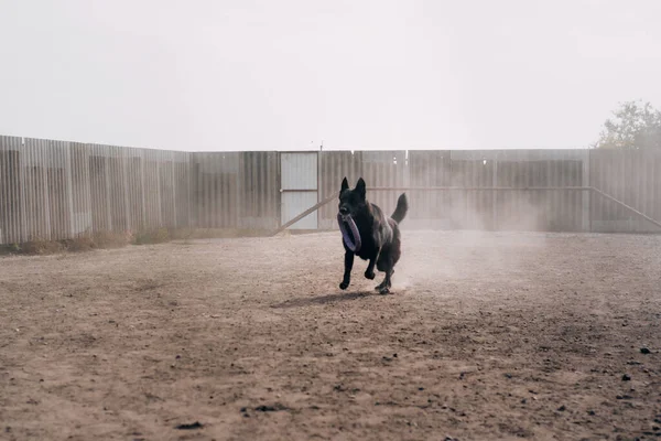 Schwarzer Großer Erwachsener Schäferhund Läuft Auf Dem Hundespielplatz Herum Und — Stockfoto