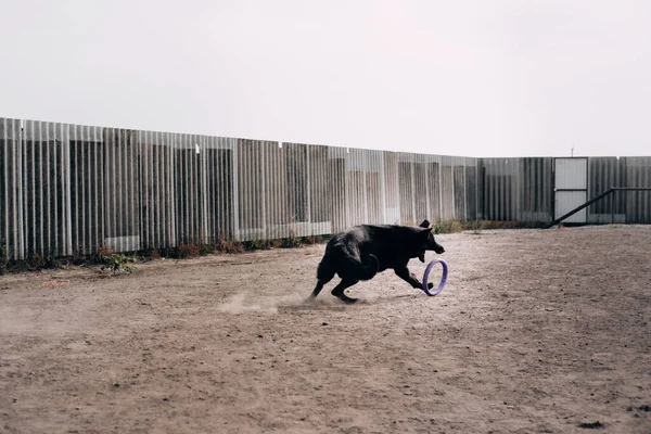 Černý Velký Dospělý Pes Německý Ovčák Běhá Hřišti Hraje Modrou — Stock fotografie
