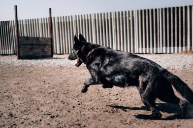 Büyük siyah bir Alman çoban köpeği atlamaya hazırlanıyor. Aktif bir köpek, doğadaki temiz havada, köpek parkında vakit geçirir..