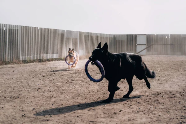 Siyah Siyah Kırmızı Bir Alman Çoban Köpeği Bir Oyuncakla Oynuyor — Stok fotoğraf