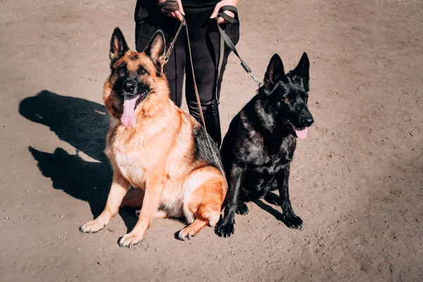 Zwei Charmante Schäferhündinnen Schwarz Schwarz Roter Farbe Sitzen Nebeneinander Und — Stockfoto