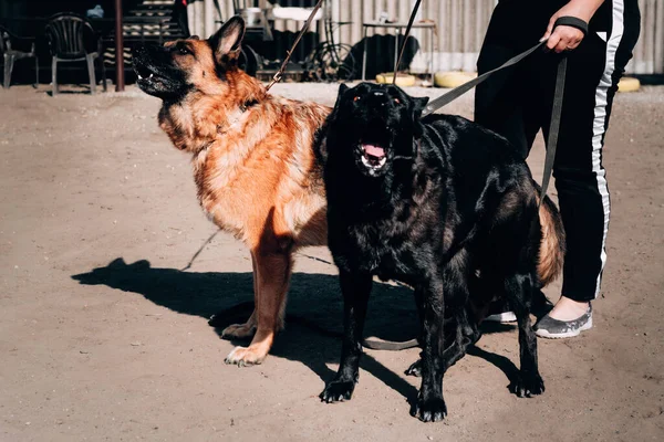 Siyah Siyah Kırmızı Renkte Iki Büyüleyici Alman Çoban Köpeği Ayakta — Stok fotoğraf