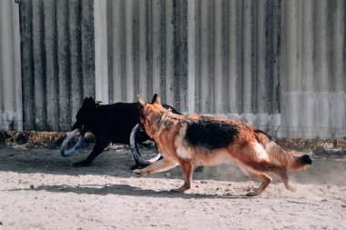 Siyah, siyah ve kırmızı renkli iki güzel Alman çoban köpeği oyuncak bir köpek yüzüğüyle römorkör oynuyorlar. İki köpek oyun oynuyor ve köpek bahçesinde temiz havada yürüyor..