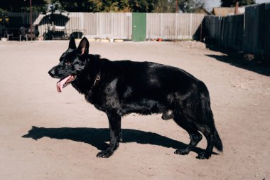 Askıda siyah bir Alman çoban köpeği var. Büyüleyici büyük safkan siyah köpek. Parlak, parlak tüylü ve poz veriyor..