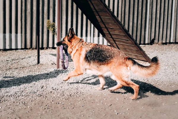 Dospělý Nadýchaný Německý Ovčák Černé Červené Barvy Běží Hraje Kroužkem — Stock fotografie