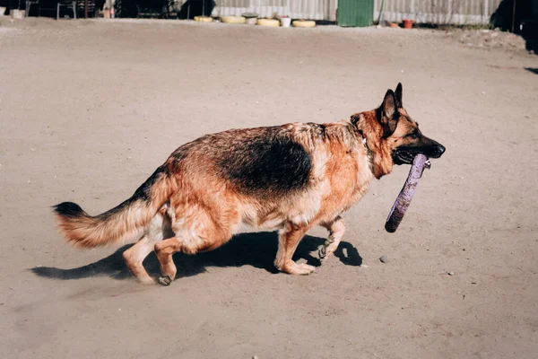 Perro paseando al aire libre, en la naturaleza. Hermosa raza de perro universal de la perrera. Un adulto peludo pastor alemán de color negro y rojo corre y juega con un anillo de juguete para perros. — Foto de Stock