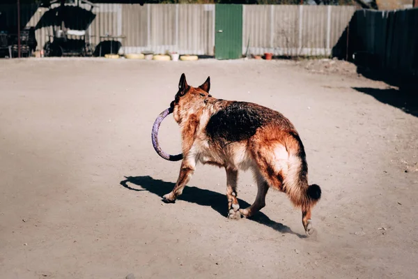 Perro paseando al aire libre, en la naturaleza. Hermosa raza de perro universal de la perrera. Un adulto peludo pastor alemán de color negro y rojo corre y juega con un anillo de juguete para perros. —  Fotos de Stock